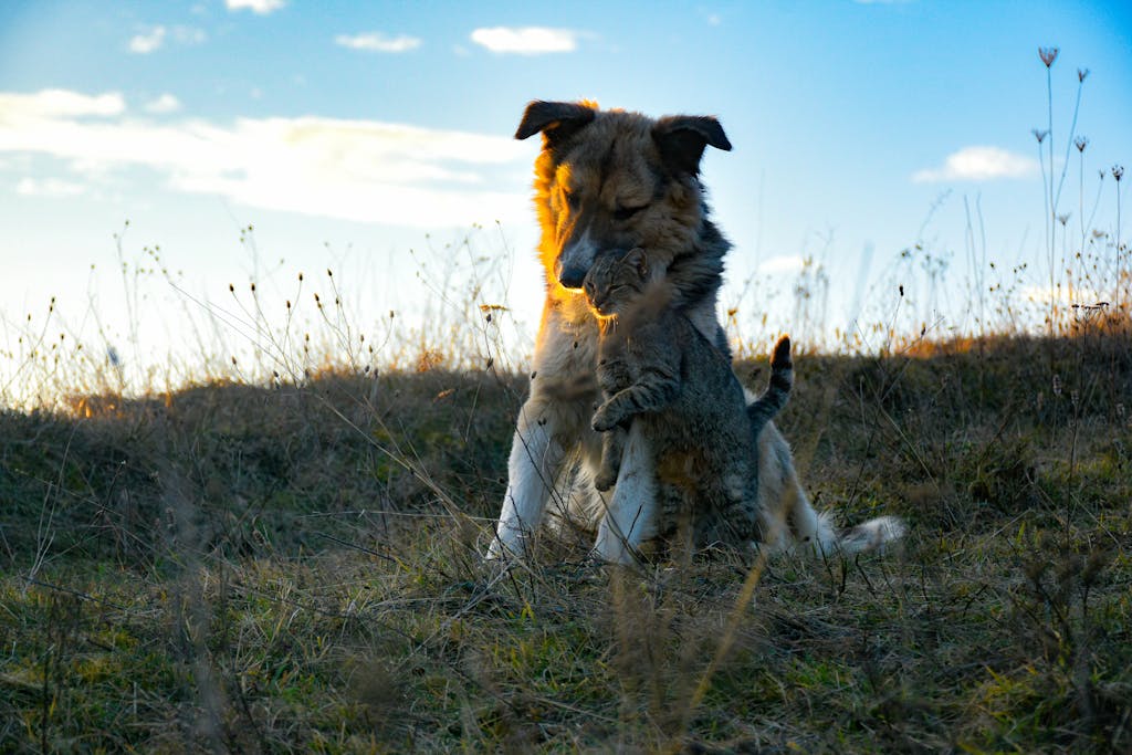 A dog and cat share a warm hug in a grassy outdoor setting, symbolizing friendship.