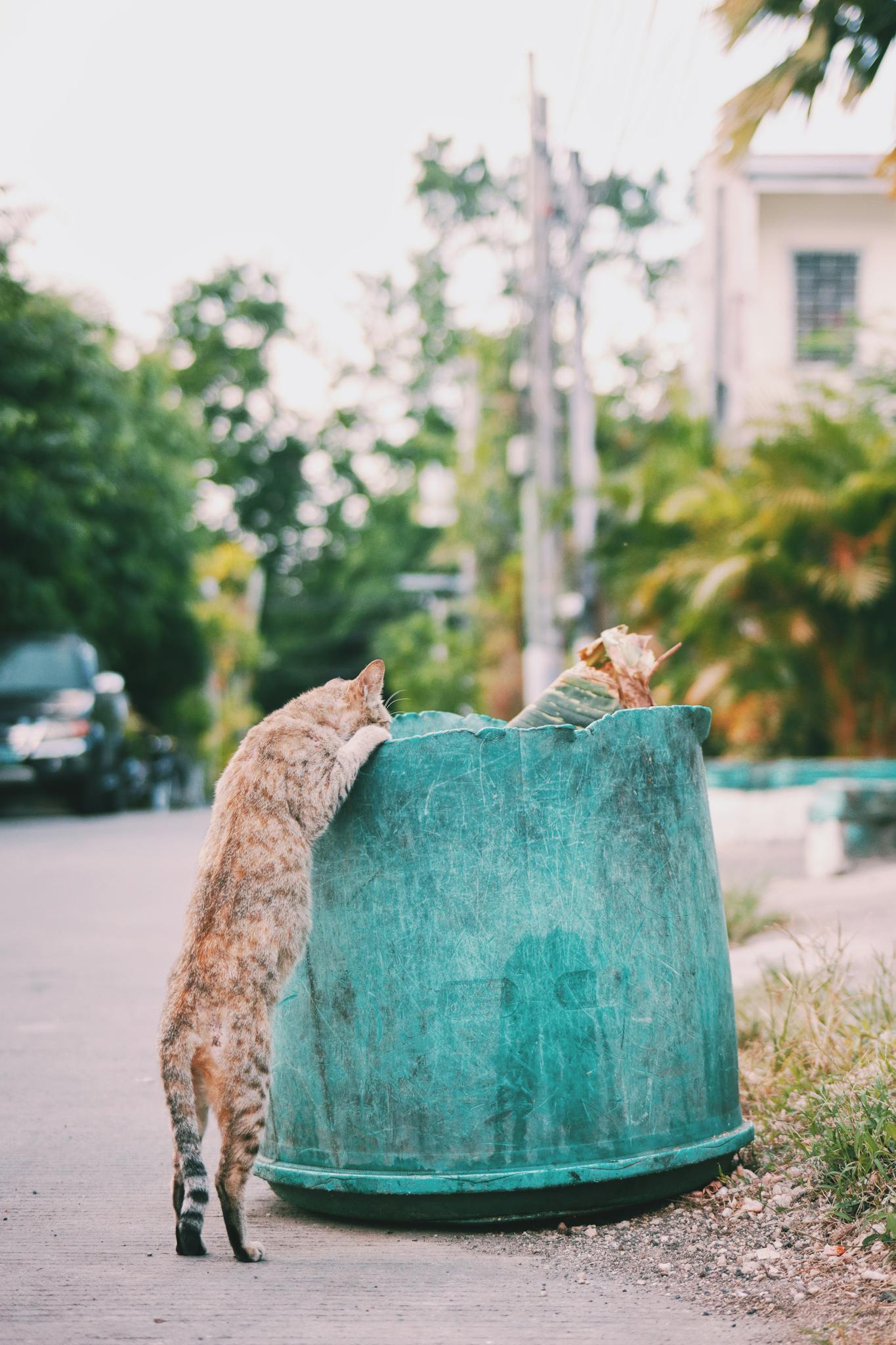 Two stray cats exploring a trash bin on an urban street, capturing the essence of city wildlife.